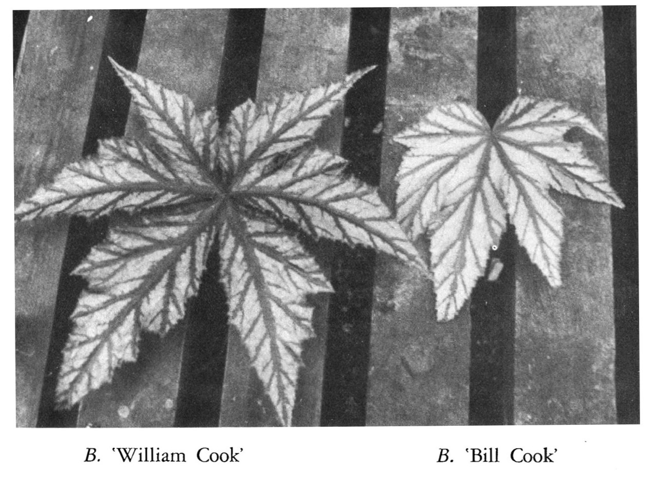 B. ‘William Cook’